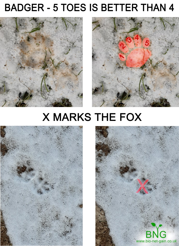 How to identify a European badger and a fox footprint in the snow. Photo from Buckinghamshire, England. 