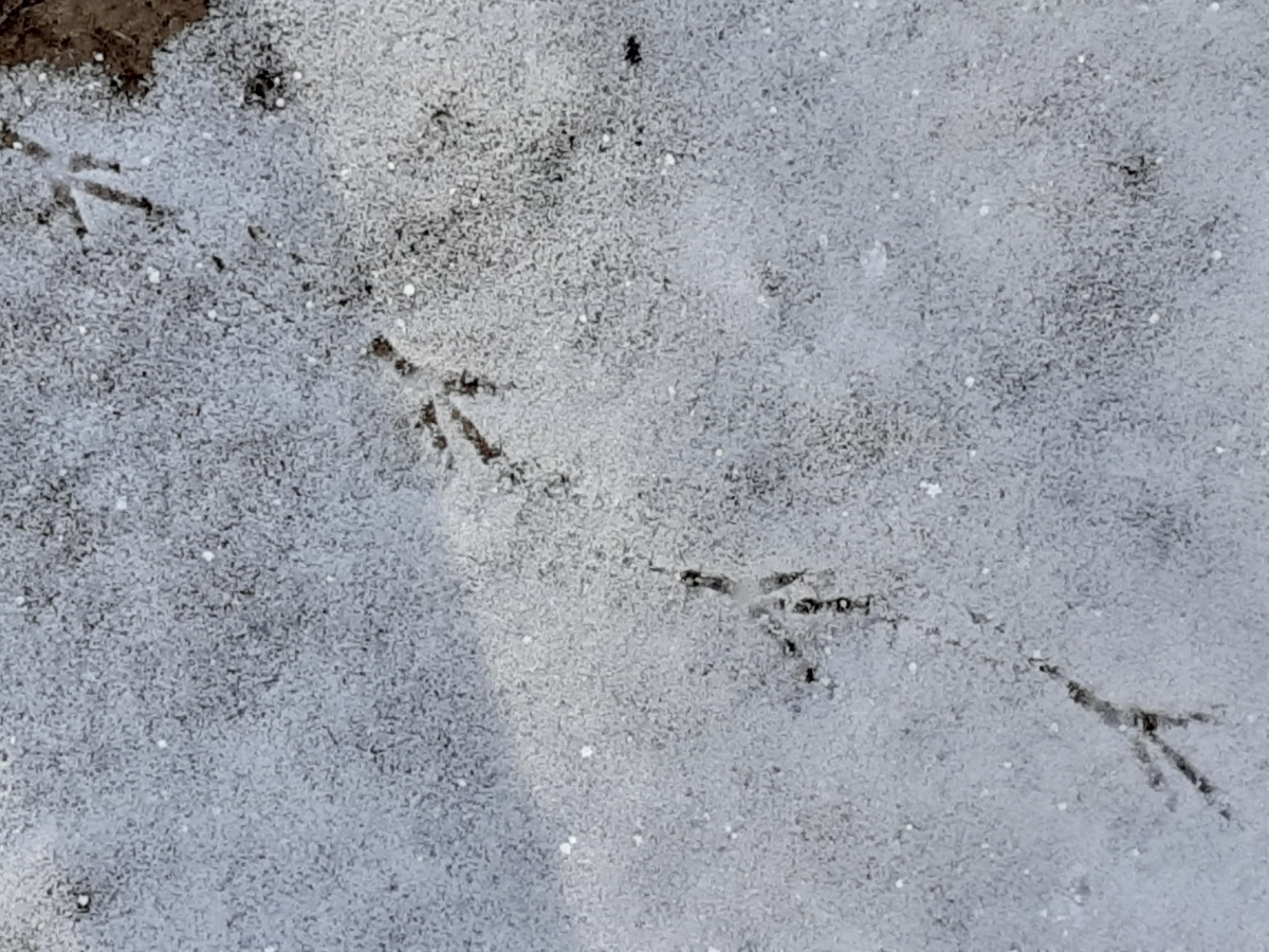 X Marks The Fox – Animal Footprint ID in Snowy England