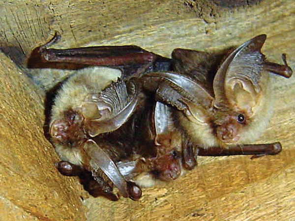 There Are Bats in my Loft! What Do I Do? Advice from a bat Ecologist -UK