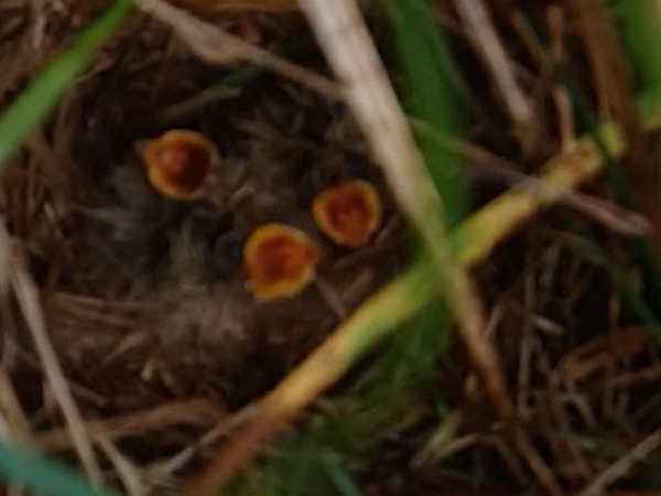 Skylark Survey: How do you Find Skylark Nests?