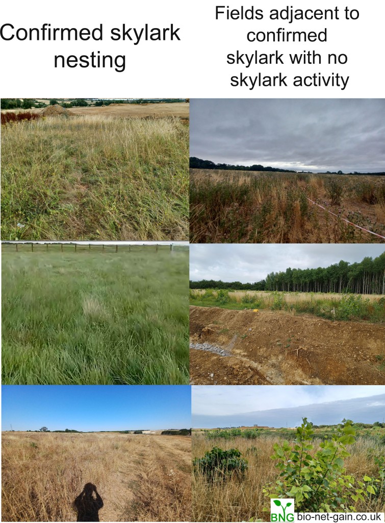 Adjacent sites, with and without skylark activity in south England. 