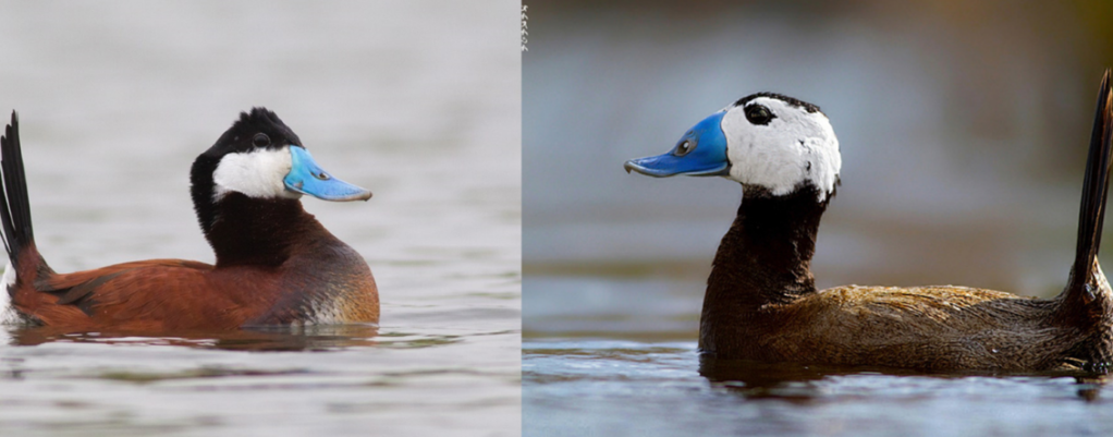 ruddy duck and a white headed duck